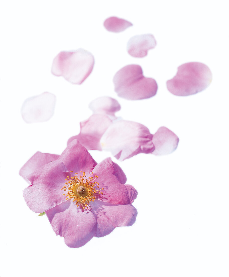 zarte rosa Bauernrose mit einzelnen Blütenblättern (Heckenrose)
