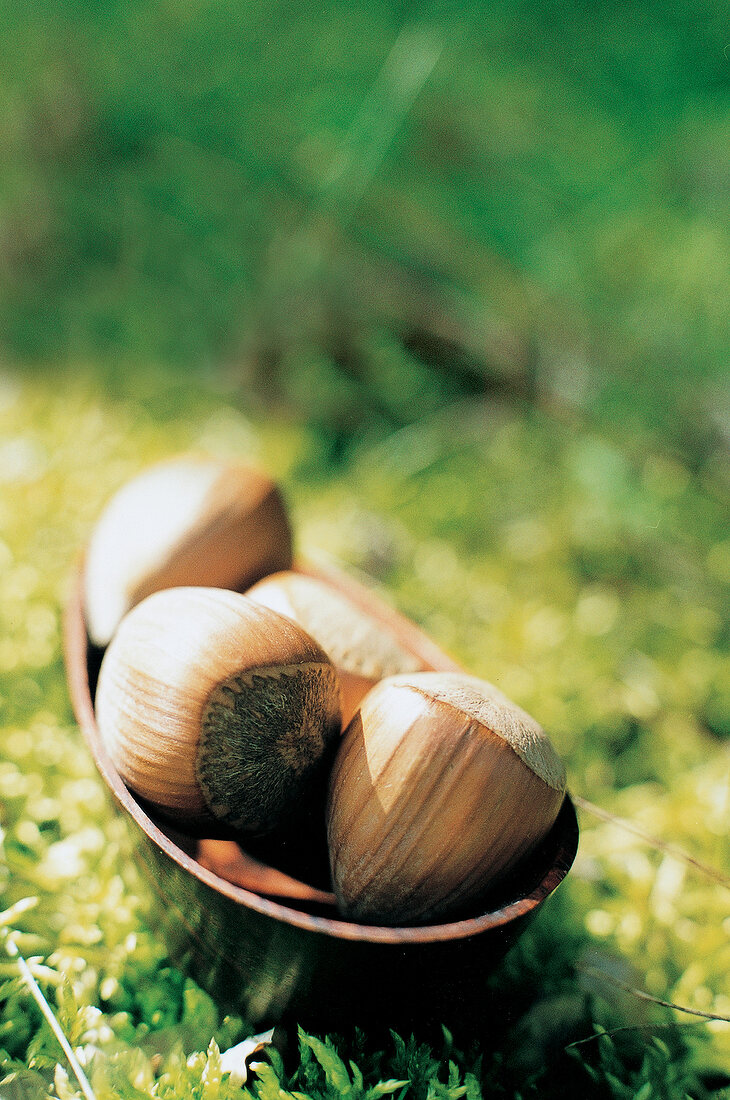 Mehrere Haselnüsse (close-up) 