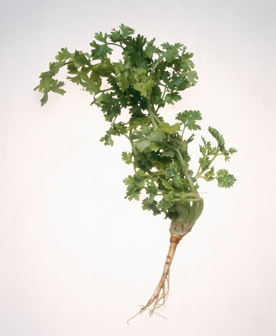 Coriander leaves with root against white background