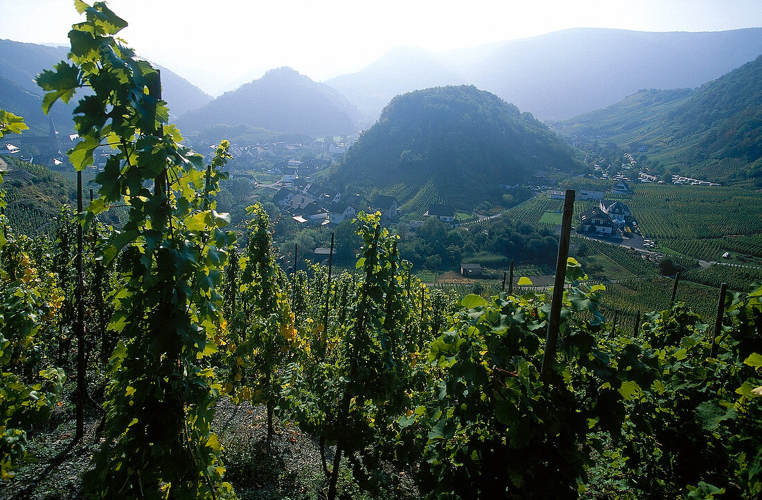 Vineyard in Ahr valley surrounding with monk mountains
