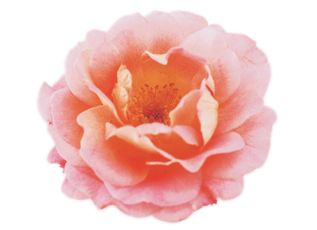 Freisteller: Rosenblüte 