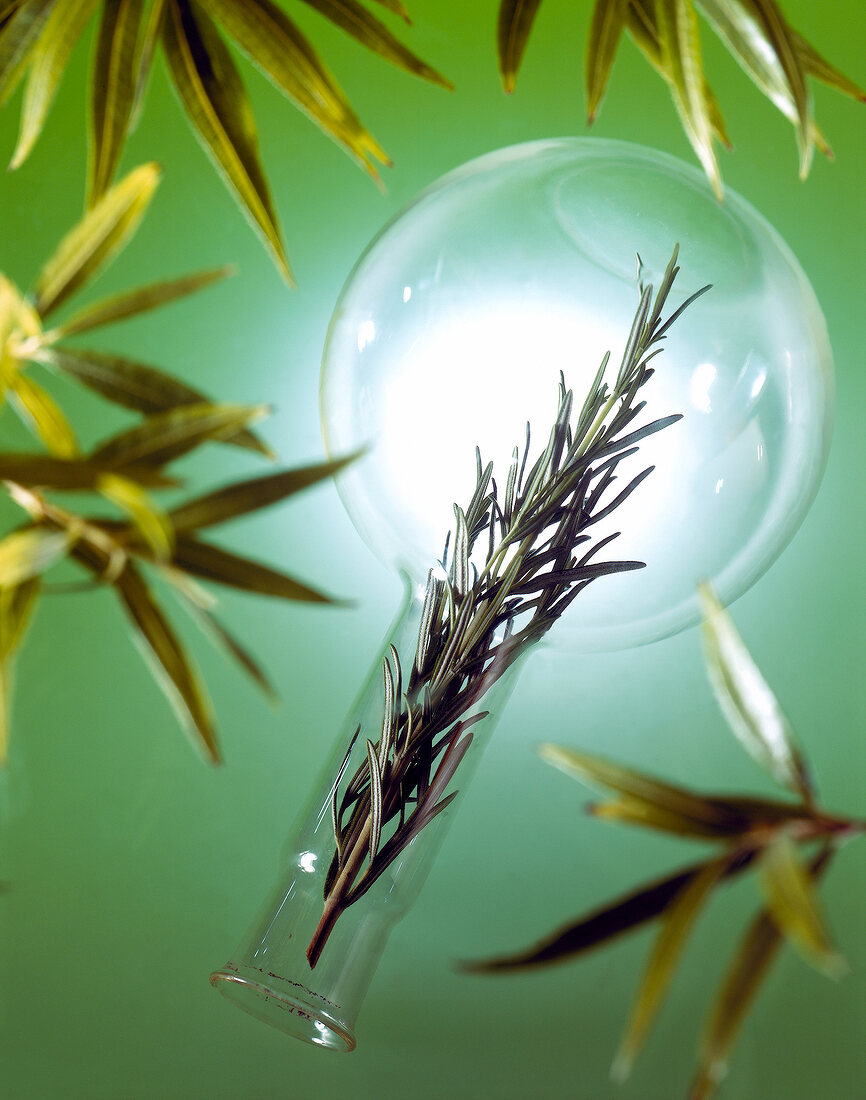 Close-up of a branch of rosemary in round flask, surrounded with sprigs of rosemary