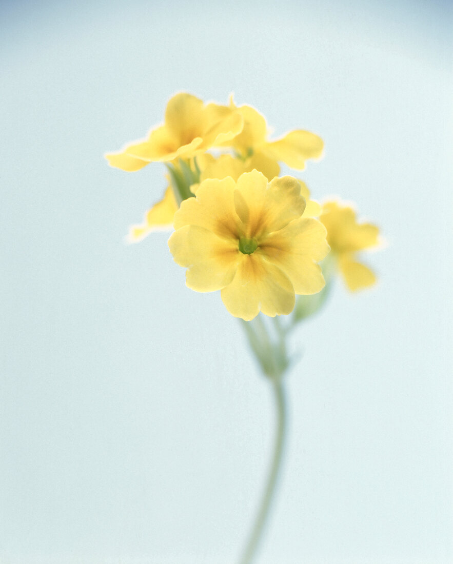 Gelbe Schlüsselblume mit Stiel, close up