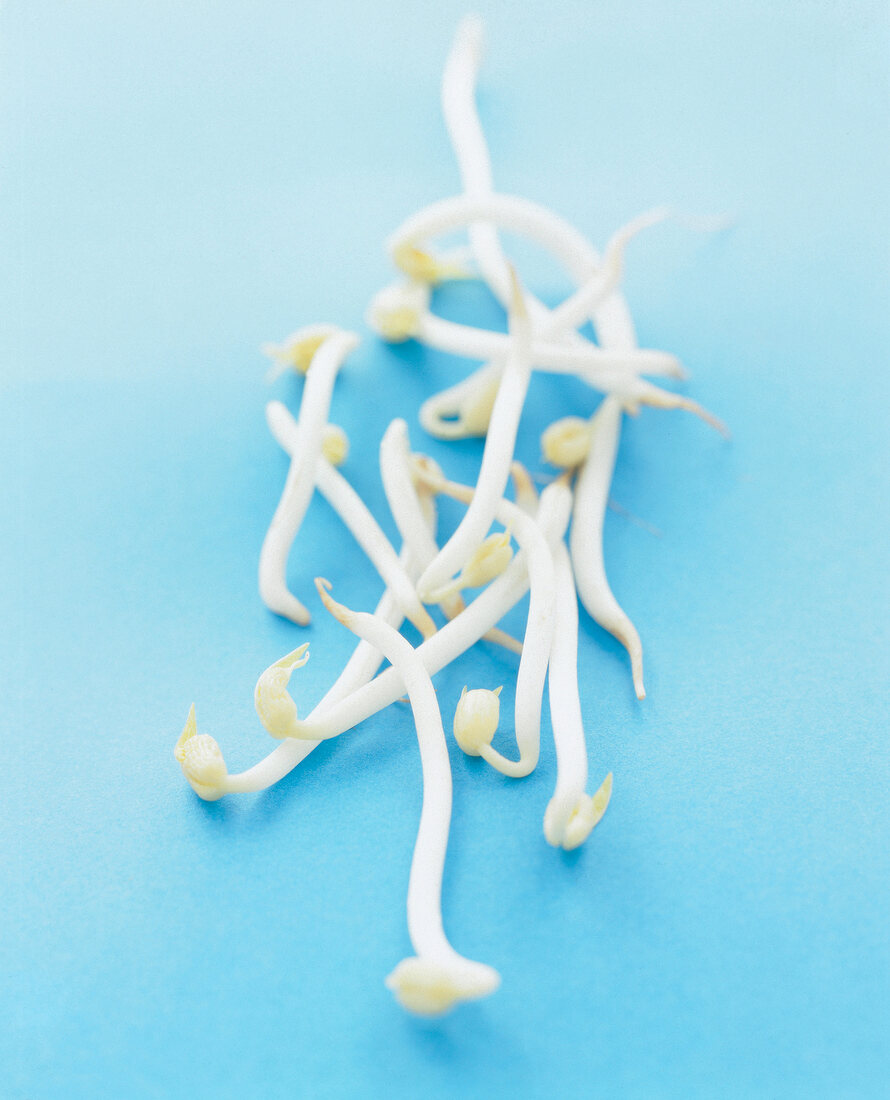 Sprouted beans on blue background