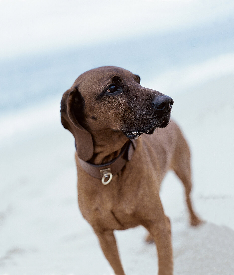 Hund, brauner Labrador 