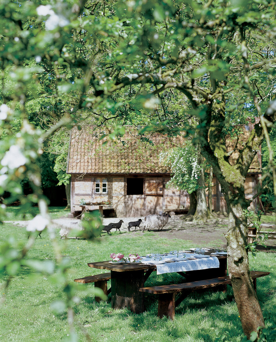 Outdoor-Eßplatz, gedeckter Holztisch im Grünen vor altem Backhaus, Schafe