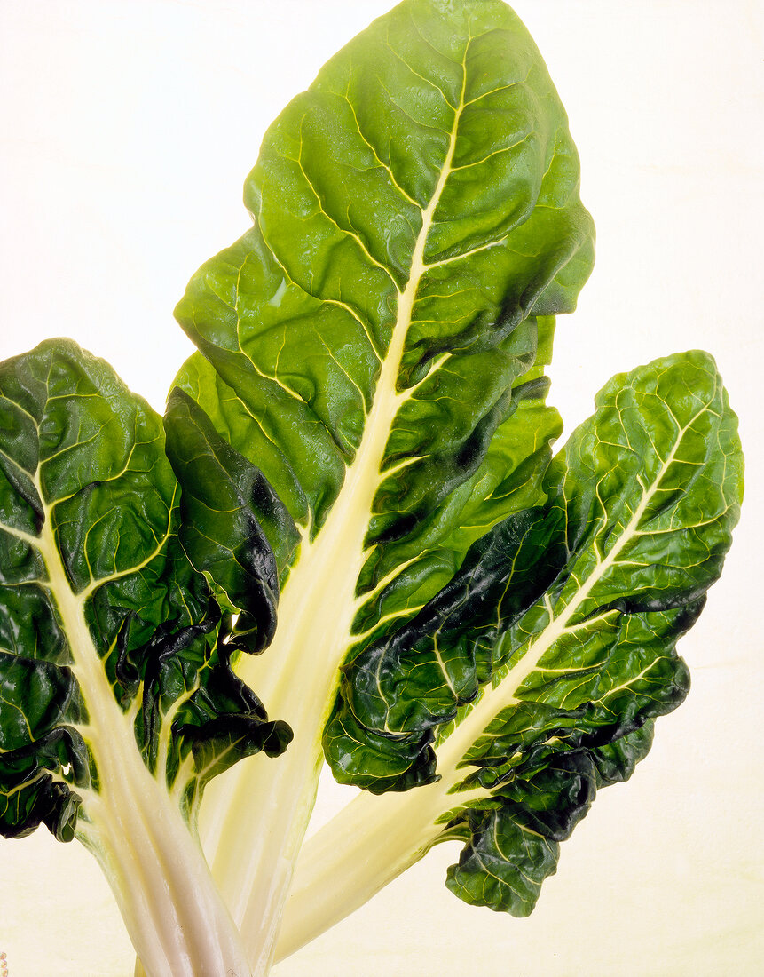 Close-up chard leaves