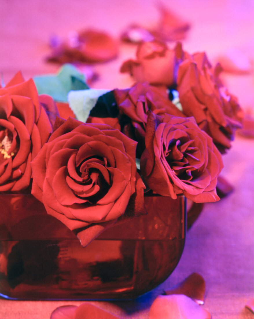 Close-up of red roses in bowl for decoration