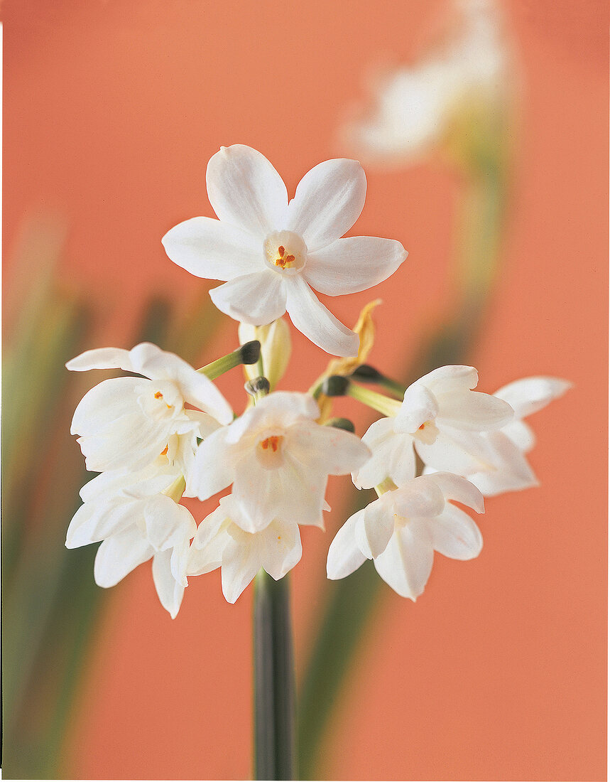 Narzissen: close-up der weißen Tazetten-Blüten