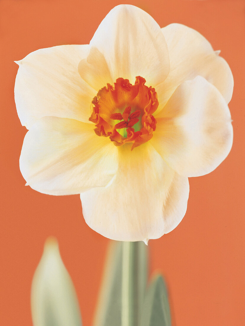 Blütenkopf einer weißen Narzisse mit orangefarbenem Stempel, Aufsicht