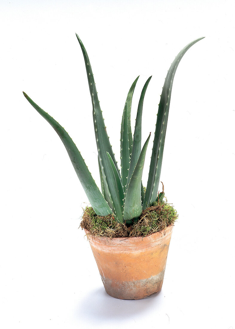 Aloe Vera, Pflanze im Topf, Blumentopf, Freisteller
