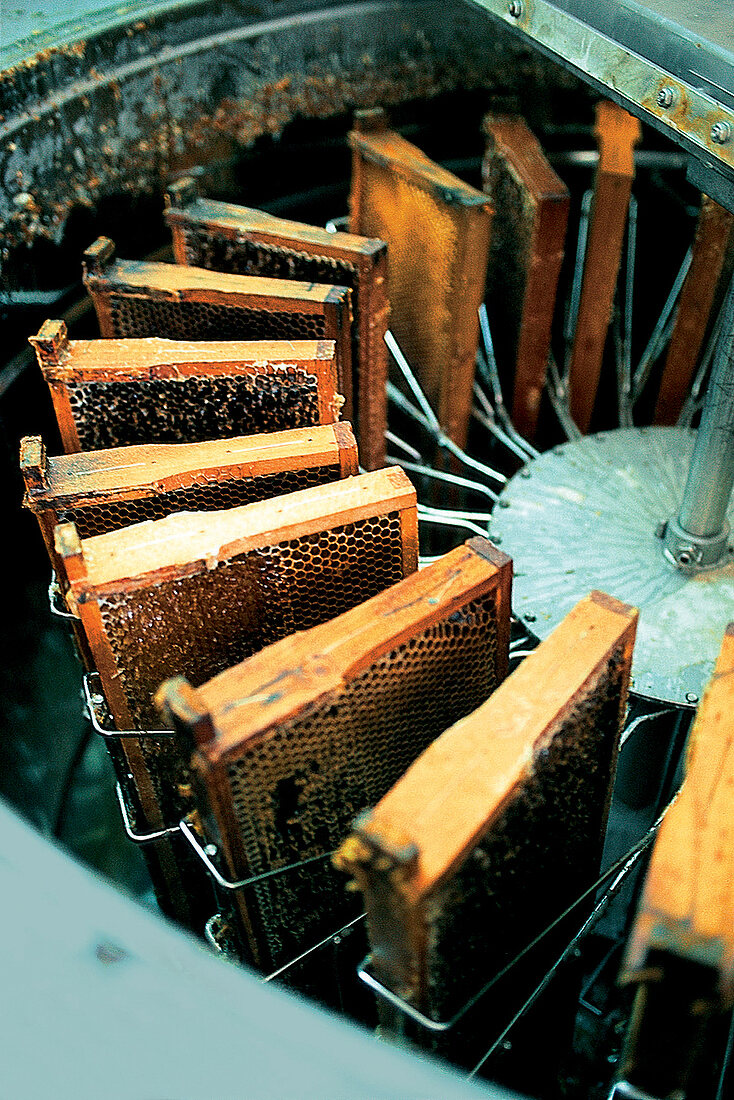 Waben werden in Schleuder entleert und Honig wird abgefüllt
