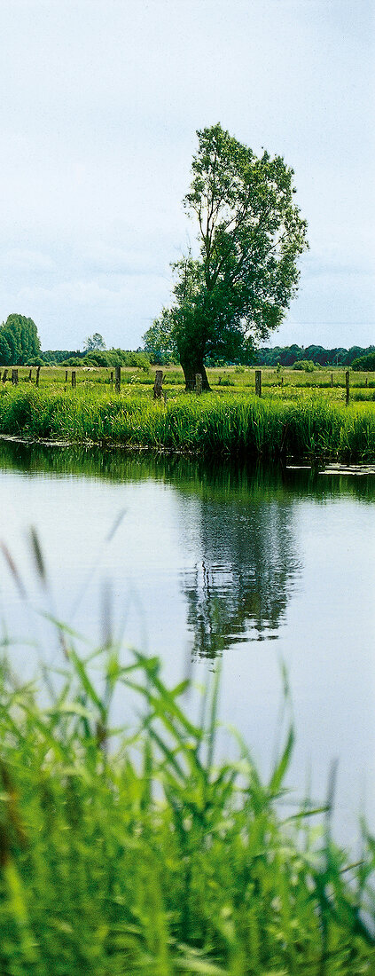 grüne Landschaft mit Fluß, an der Aller, norddeutsche Fluss-Auen