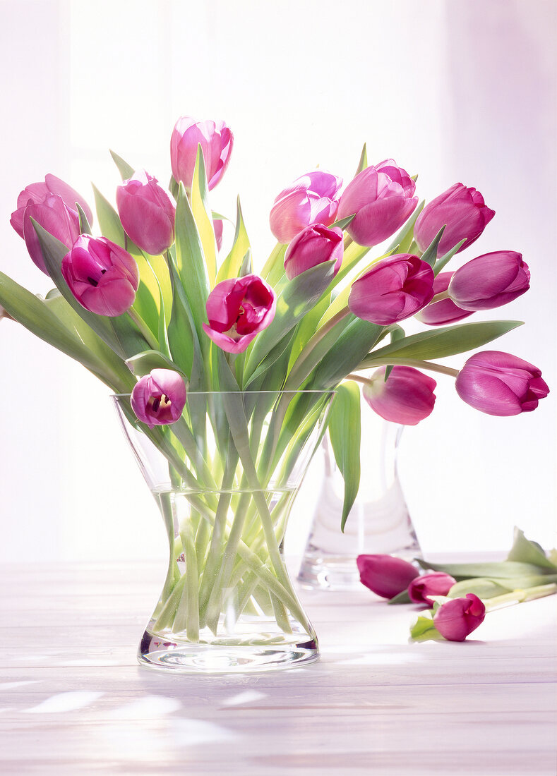 Bouquet of purple tulips in glass vase