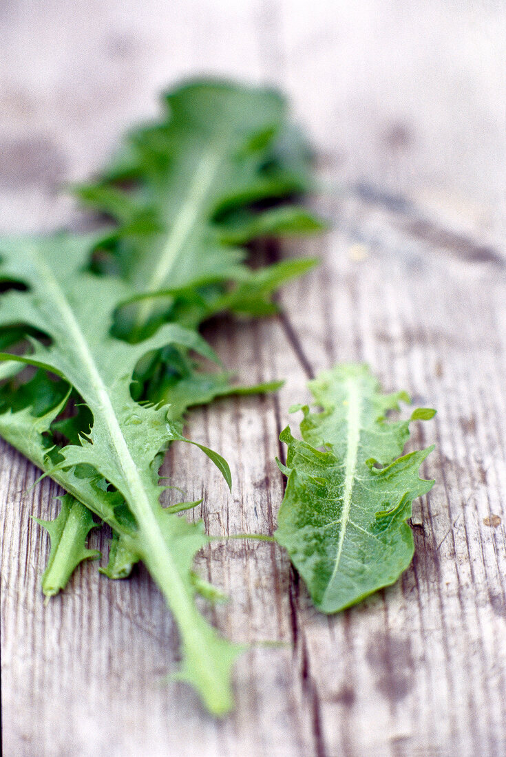 Close-up of fresh dandelion leaves on wooden table