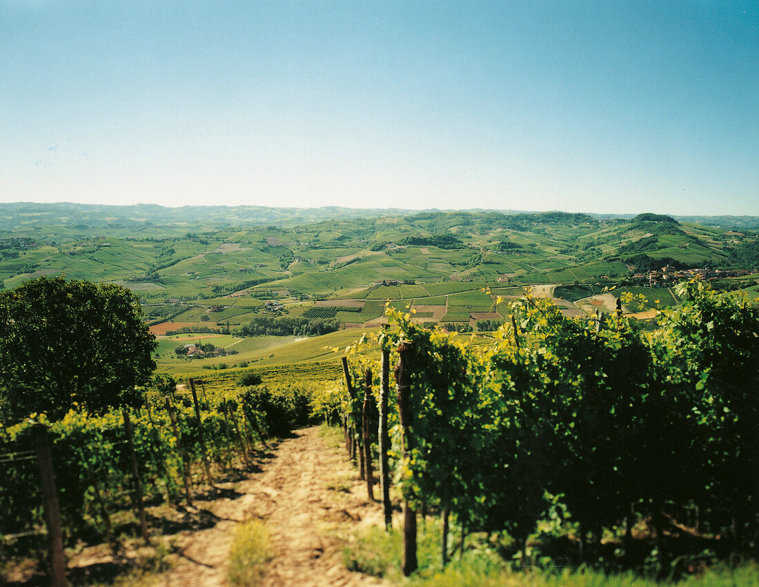 Weinregion Langhe, Piemont, Landschaft, Weinberge