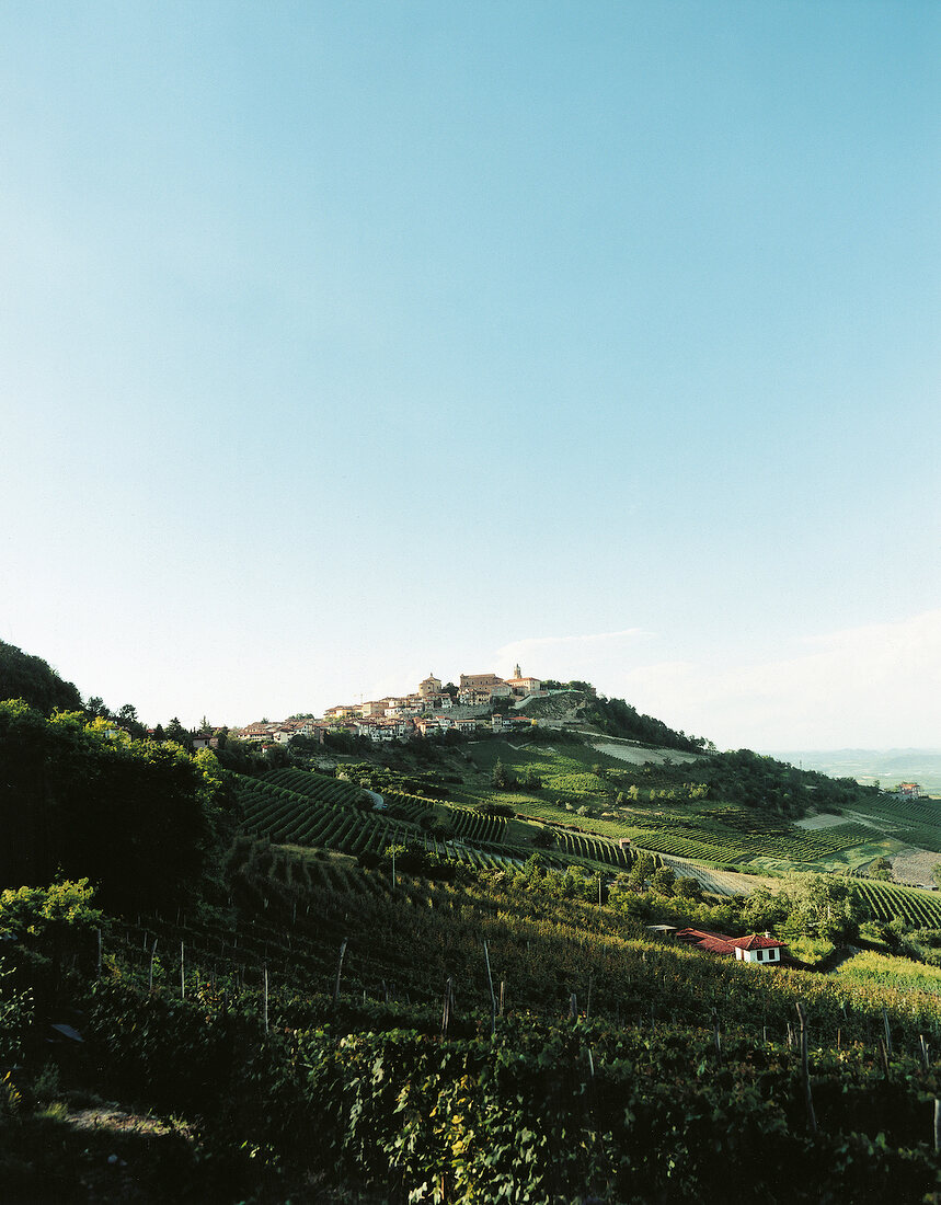 Montforte d'Alba, ital. Weinort in Langhe von Piemont, Weinberge
