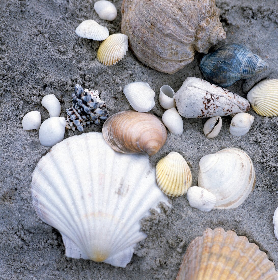 Close-up of various shells in sand