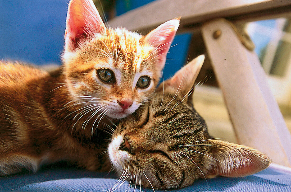 Zwei junge schmusende Katzen 