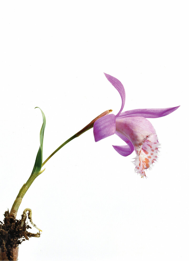 Pleione Formosana kleine Erdorchidee aus Fernost, mit Cyclamen