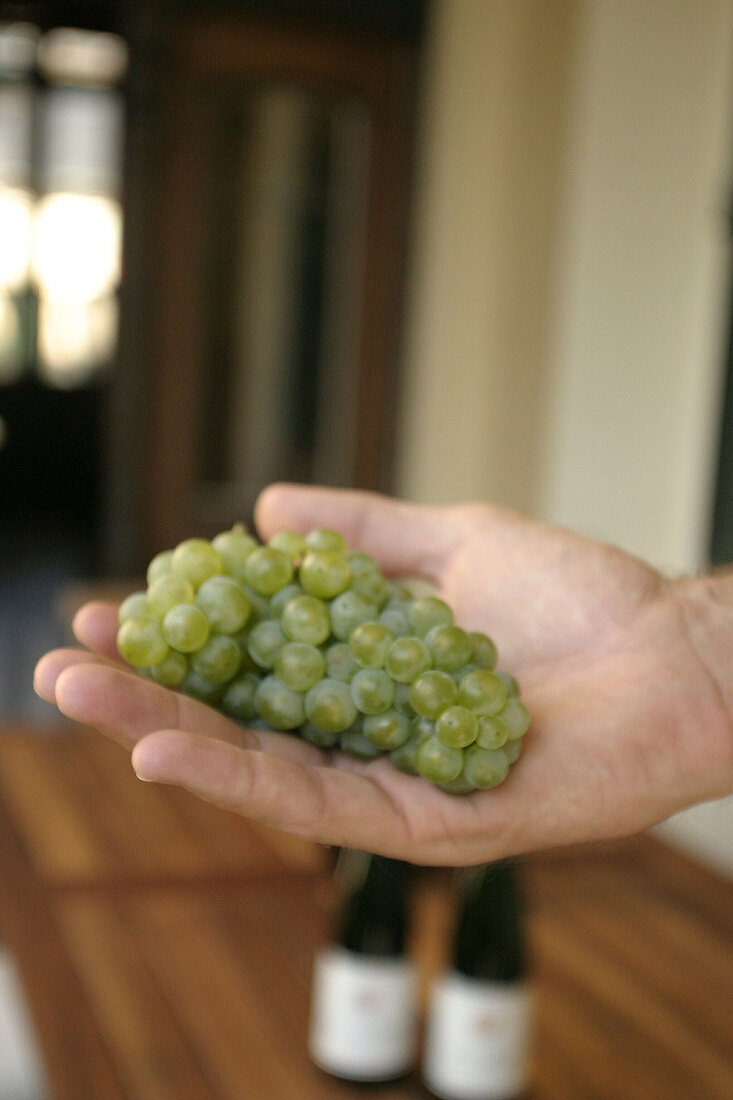 Van Volxem Weingut in Wiltingen Rheinland-Pfalz Deutschland