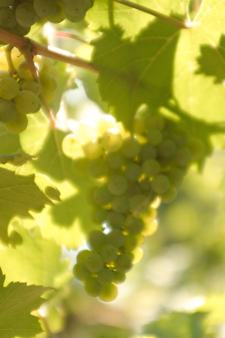 Dr Loosen Weingut in Bernkastel-Kues Rheinland-Pfalz Deutschland