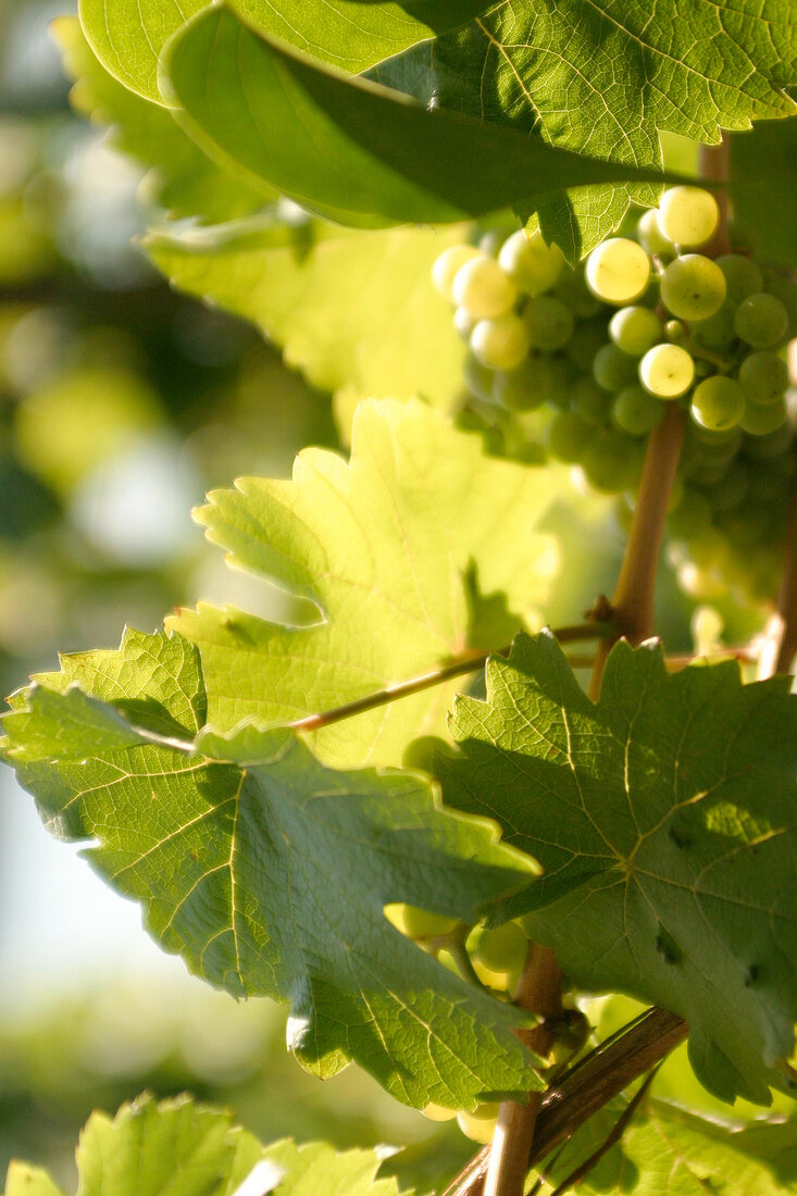 Dr Loosen Weingut in Bernkastel-Kues Rheinland-Pfalz Deutschland