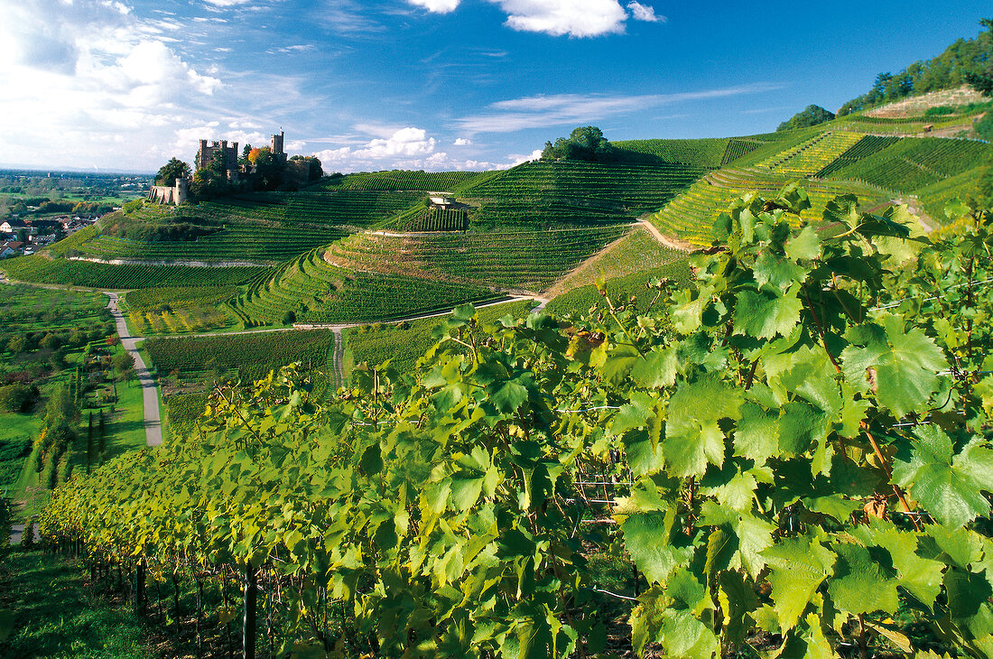 View of wine vineyard at Ortenau, Offenburg