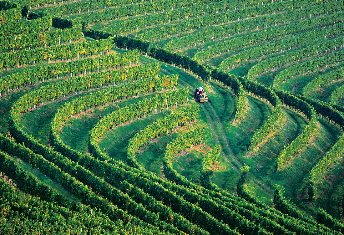 View of vineyard in Slovenia