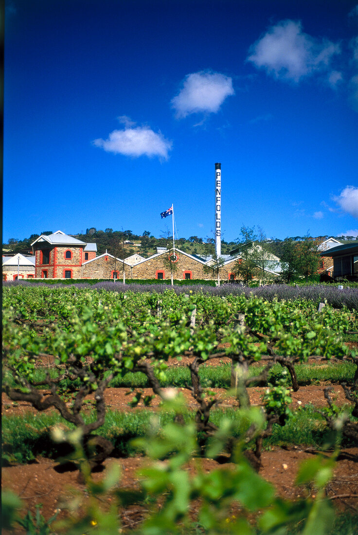 Penfolds Magill Estate, Weingut in Südaustralien