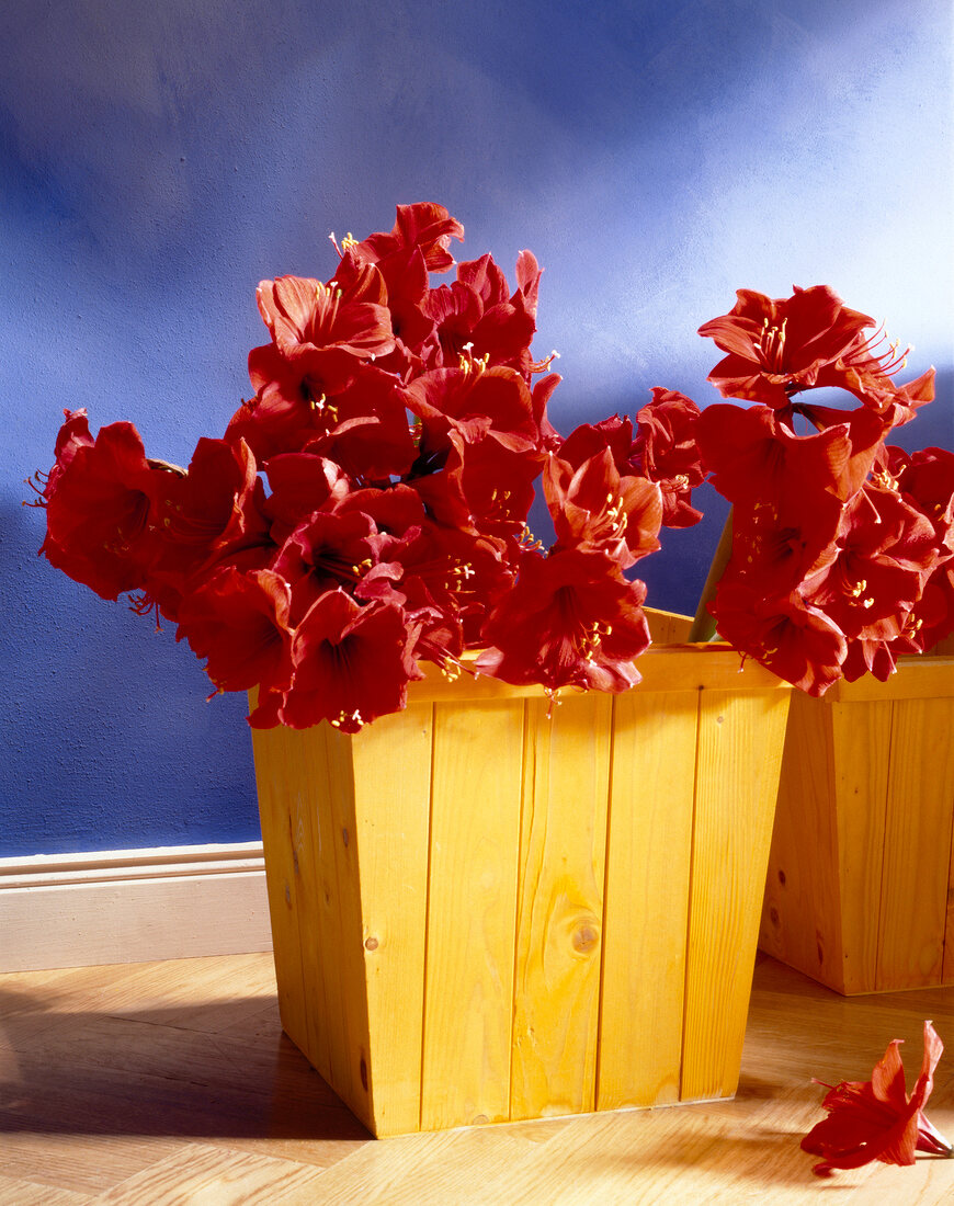Blooming red amaryllies in wooden pot