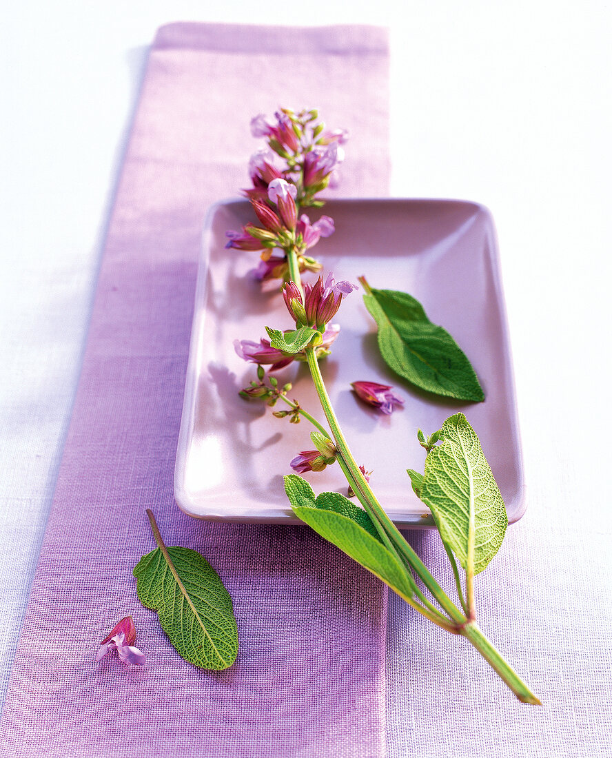 Fresh sage with spring flower on serving dish