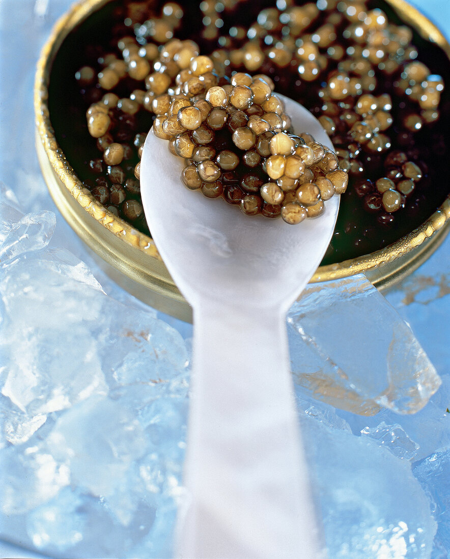 Kaviar, Eier vom Stör, Störeier, auf einem Löffel, auf zerstoßenem Eis
