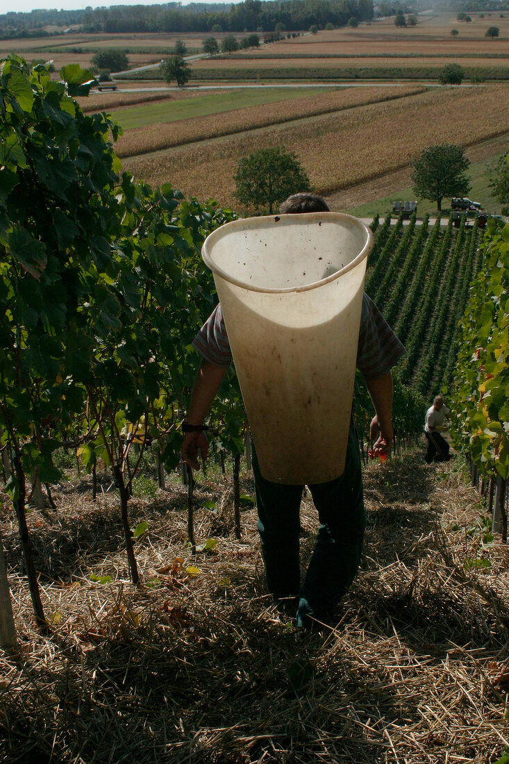 Dr Heger Dr.Heger Weingut mit Vinothek Weinshop in Ihringen