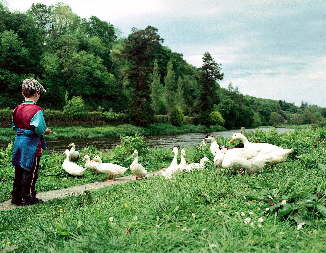 Boy with geese near river Nore in Ireland