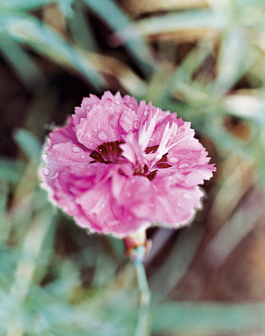 Nelkenblüte Audrey's Frilly, Garten nelke, close-up