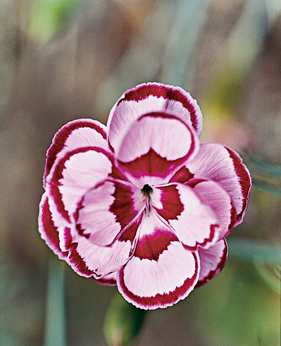 Carnation London Puppet, garden carnation, close-up