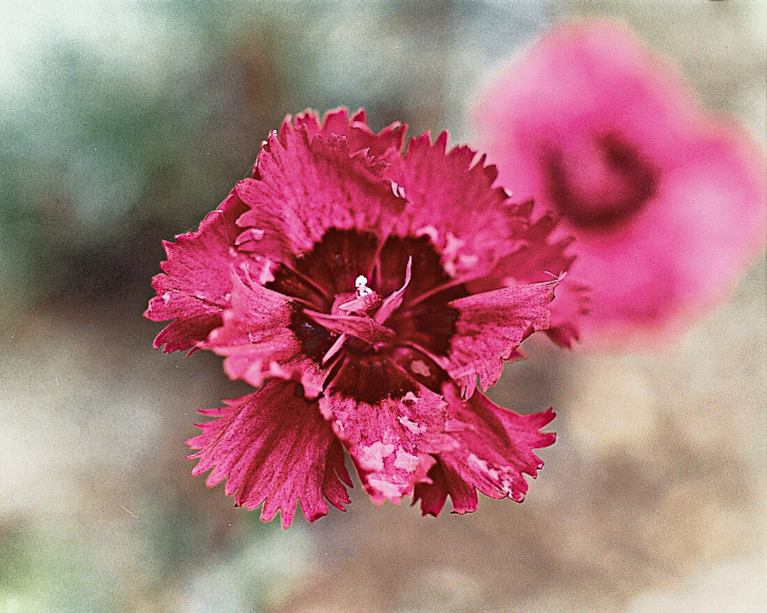Carnation Brympton Red, garden carnation, close-up