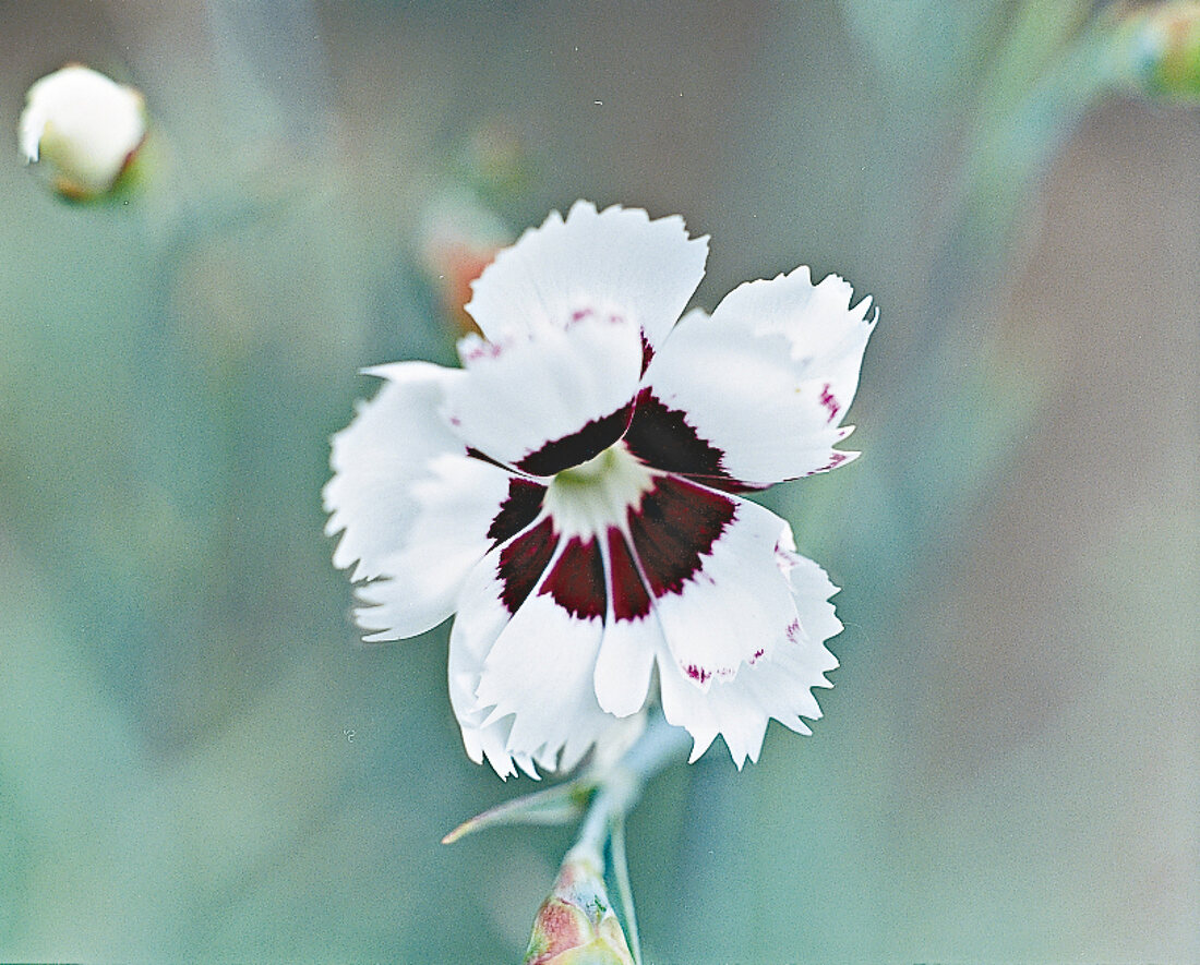 Nelkenblüte Argus, Gartennelke, close-up
