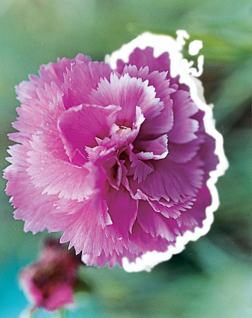 Carnation flower Pikes Pink, garden carnation close-up