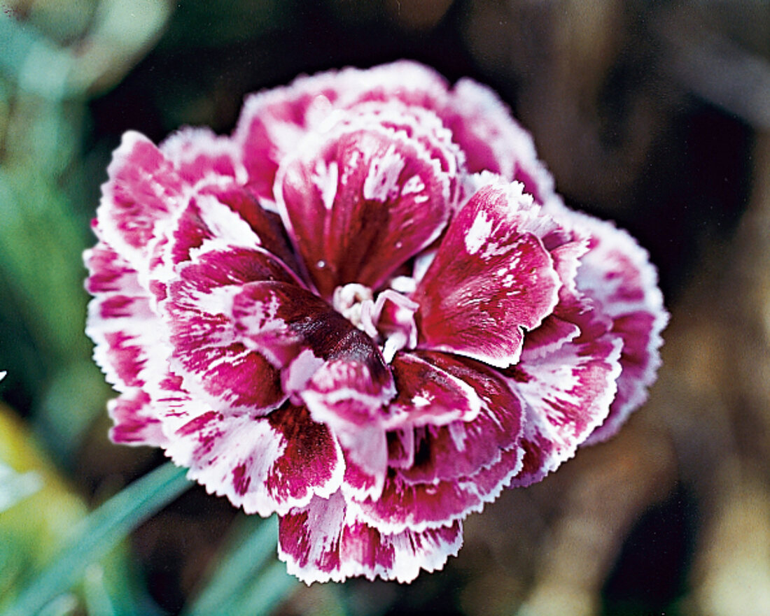 Carnation Hope, carnation close-up