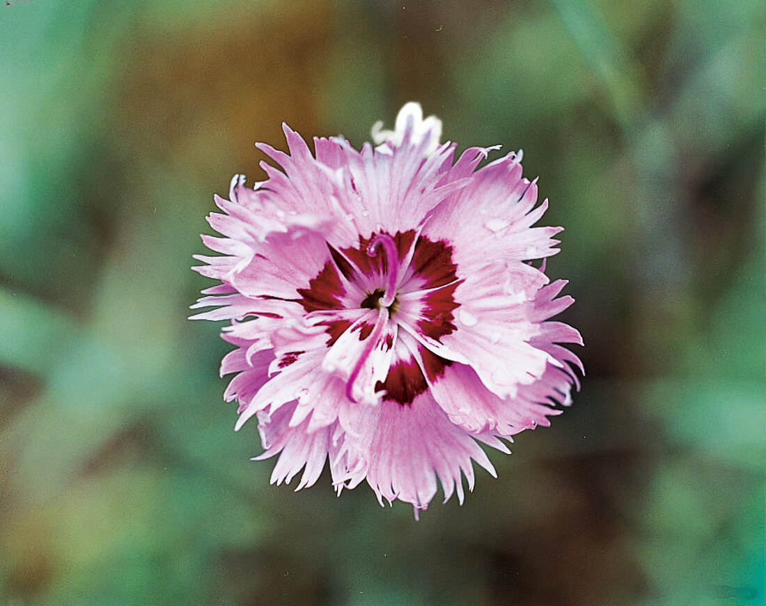 Carnation flower Old dutch, garden carnation, close-up