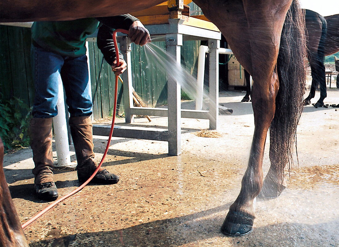 Pferd wird geputzt, gewaschen mit Wasser, Wasserschlauch