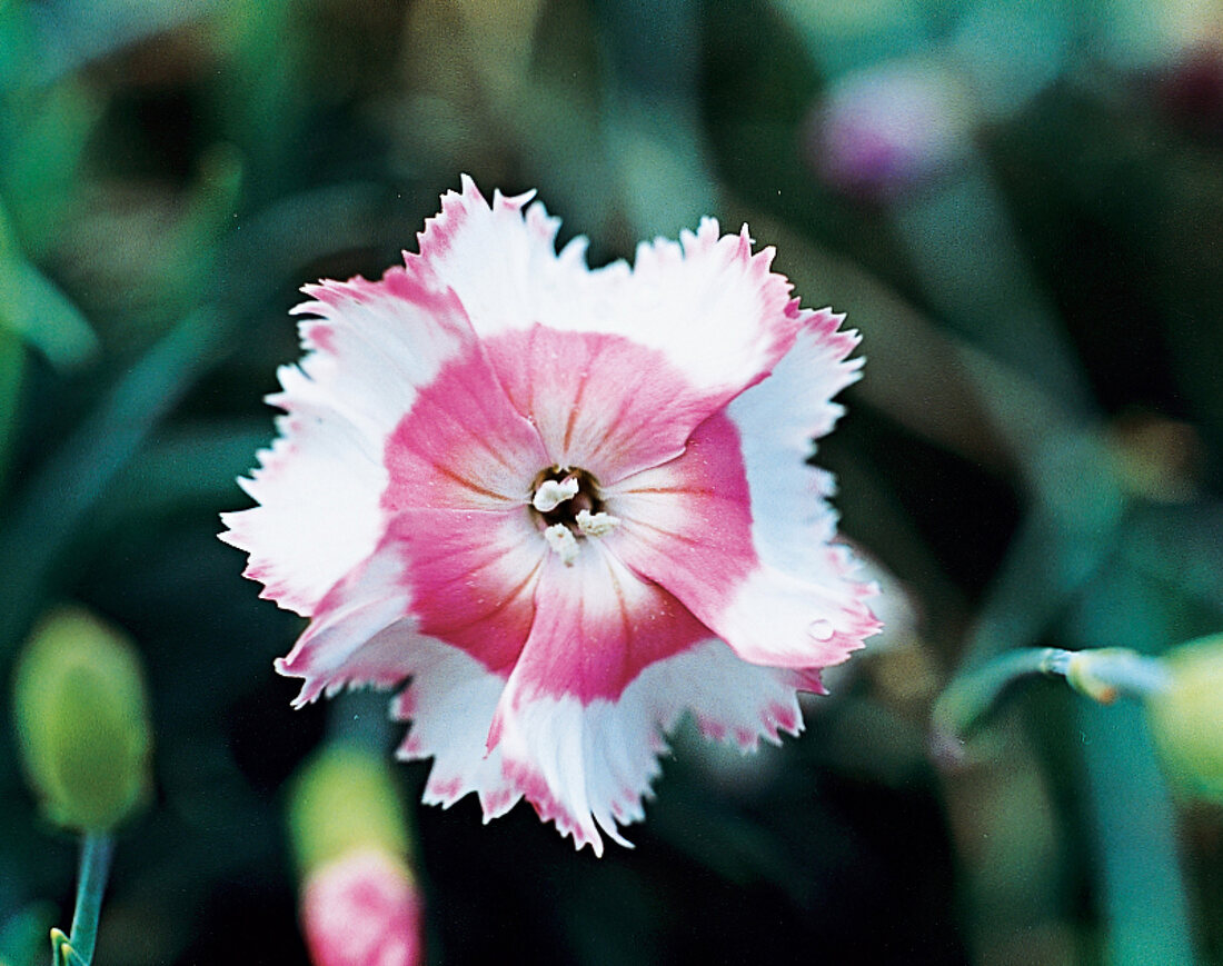 Carnation flower Old Square Eyes, garden carnation, close-up