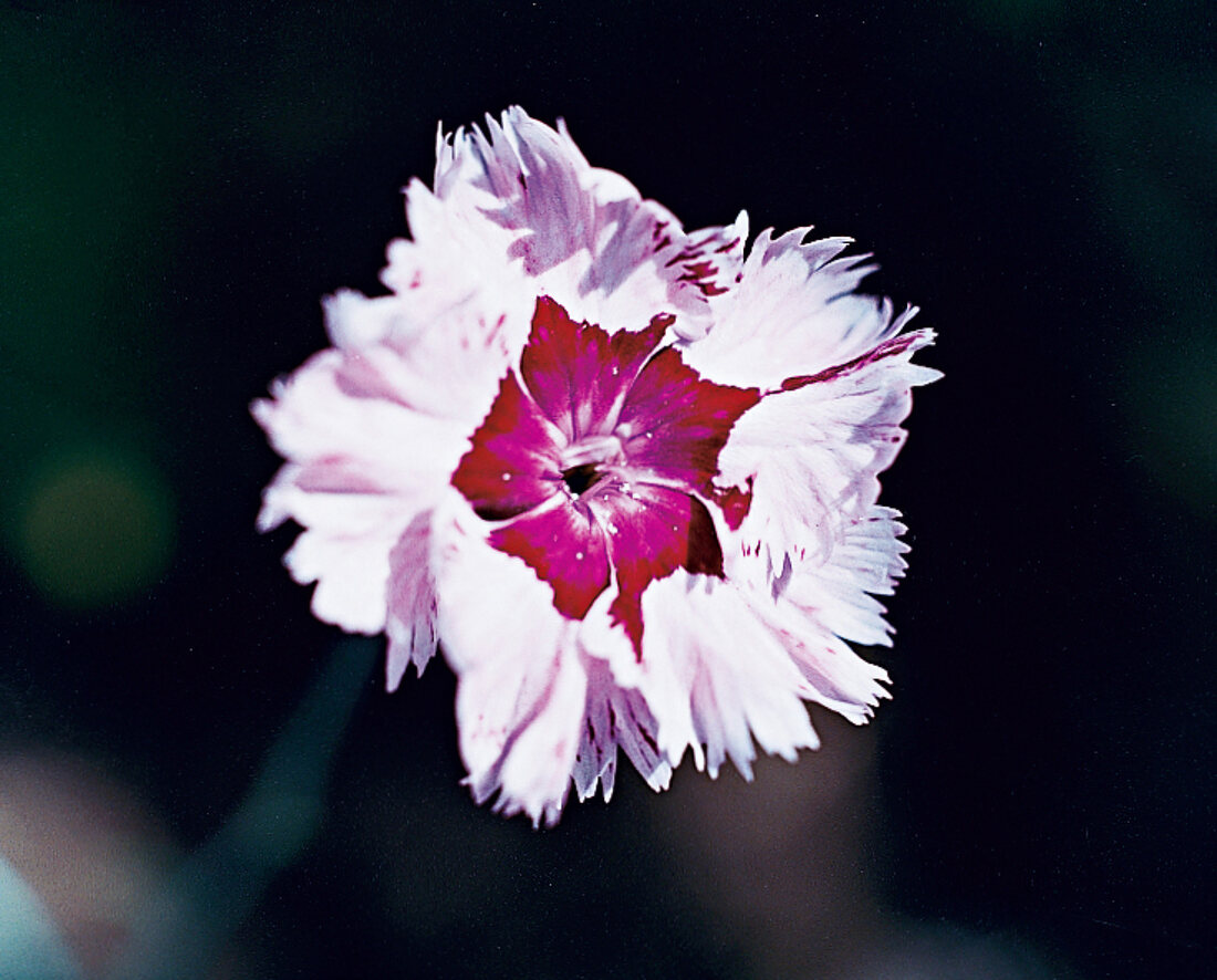 Nelkenblüte Ursula le Grove, Garten nelke, close-up