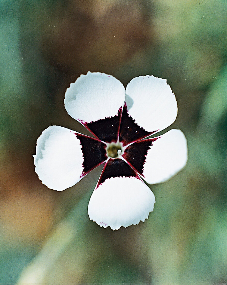 Nelkenblüte Elizabethan, Gartennelke close-up