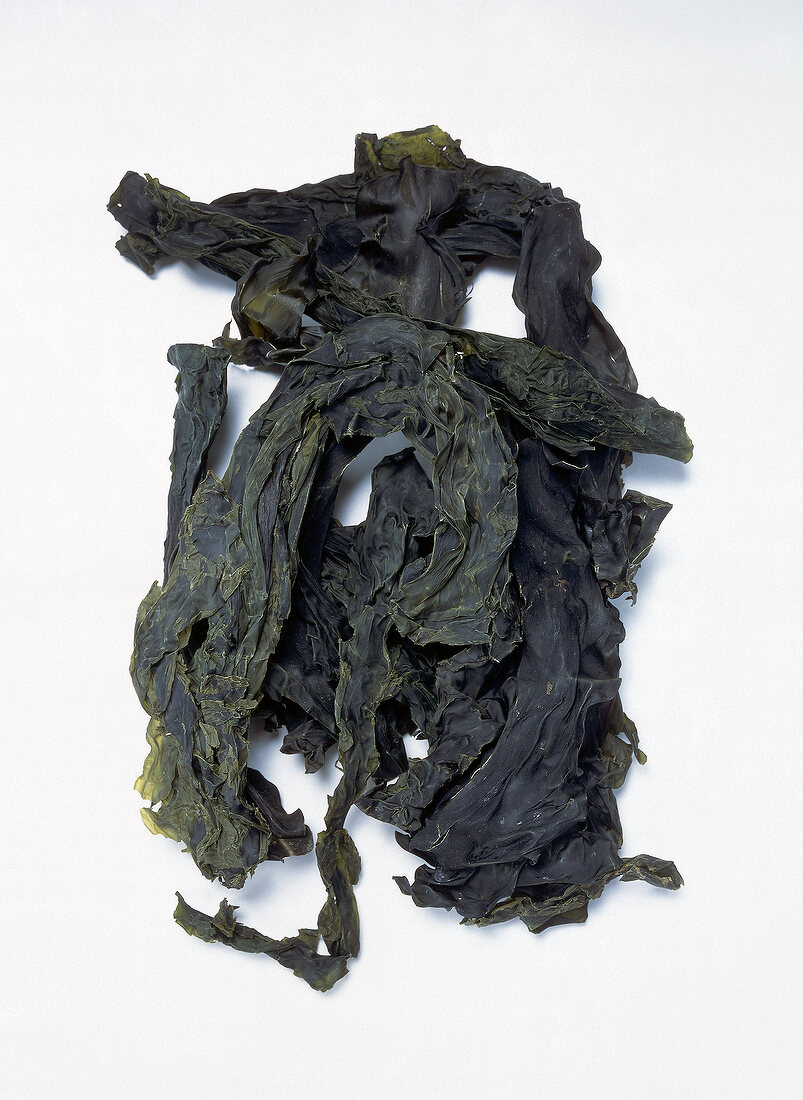 Kombu breton variety of dried seaweed on white background