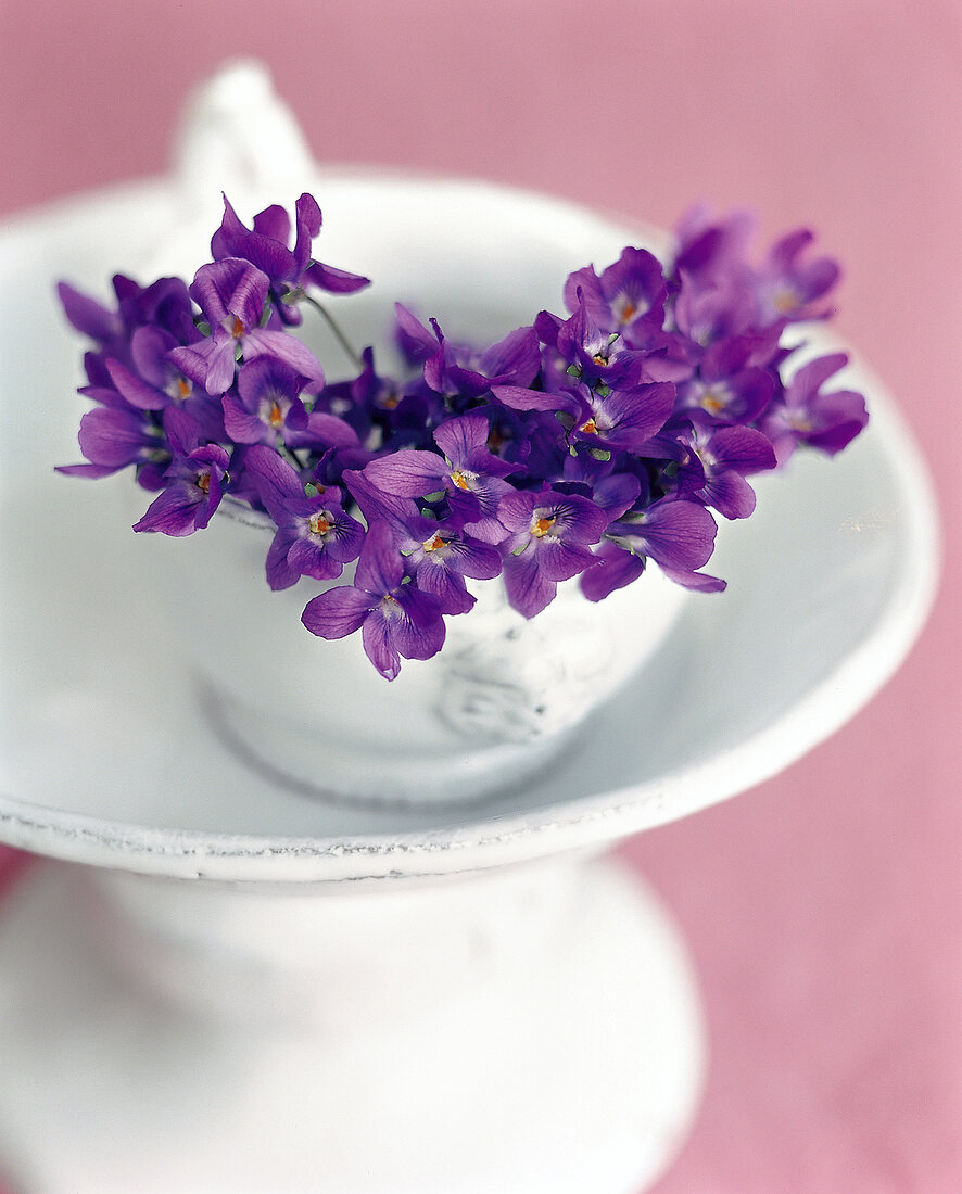 Veilchen, Blumen, Duftblüten in weißer Tasse auf Etagere