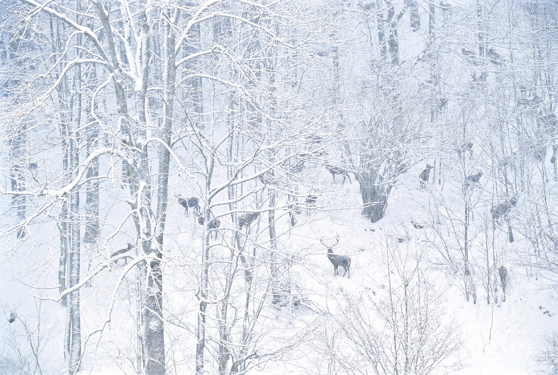 Deers in forest during winter in Salzburg, Austria