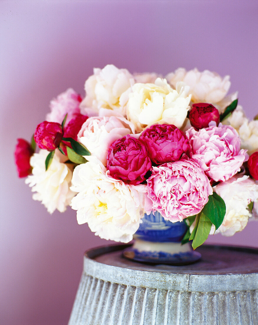 Close-up of peony flowers in vase